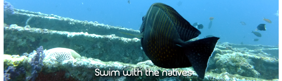 swim with the natives
