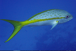 yellow tailed snapper