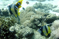 Diving photos from the Red Sea
